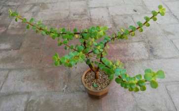 这棵金枝玉叶下山桩 完全长疯了 怎么办