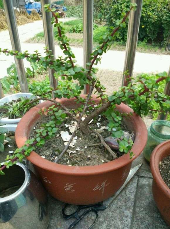 金枝玉叶下山桩怎么提根的方法