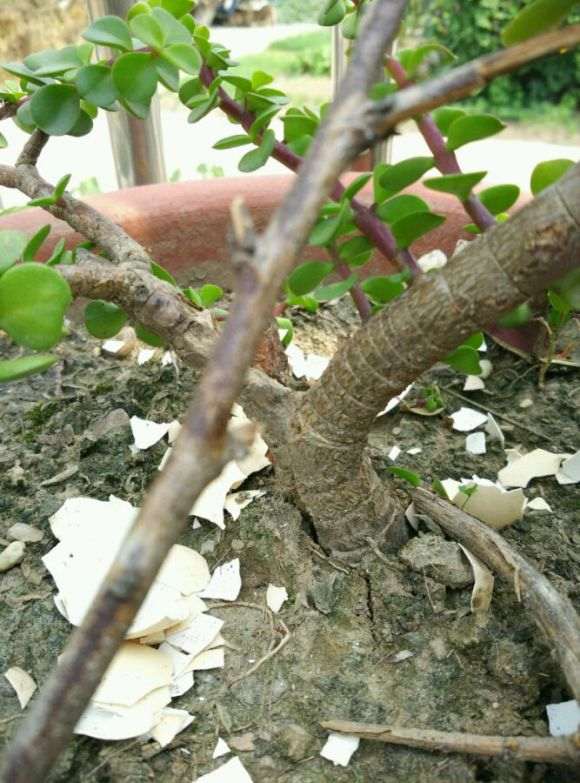 金枝玉叶下山桩怎么提根的方法