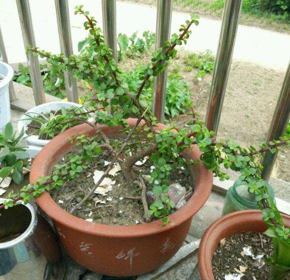 金枝玉叶下山桩怎么提根的方法