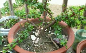 金枝玉叶下山桩怎么提根的方法 图片