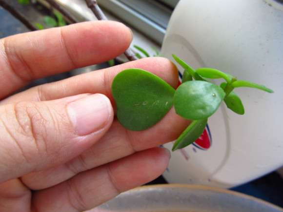 我种的金枝玉叶下山桩这什么叶子很少