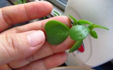 我种的金枝玉叶下山桩这什么叶子很少