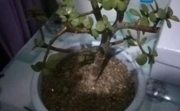 养了2年的金枝玉叶下山桩要死不活的 图片