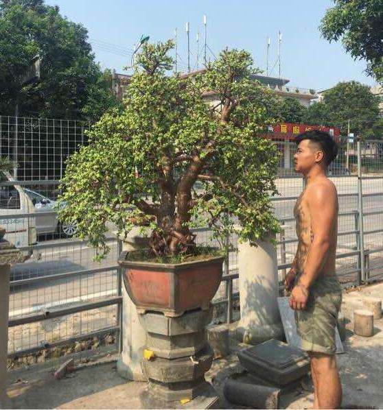 最大的金枝玉叶下山桩