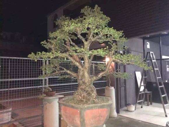 最大的金枝玉叶下山桩
