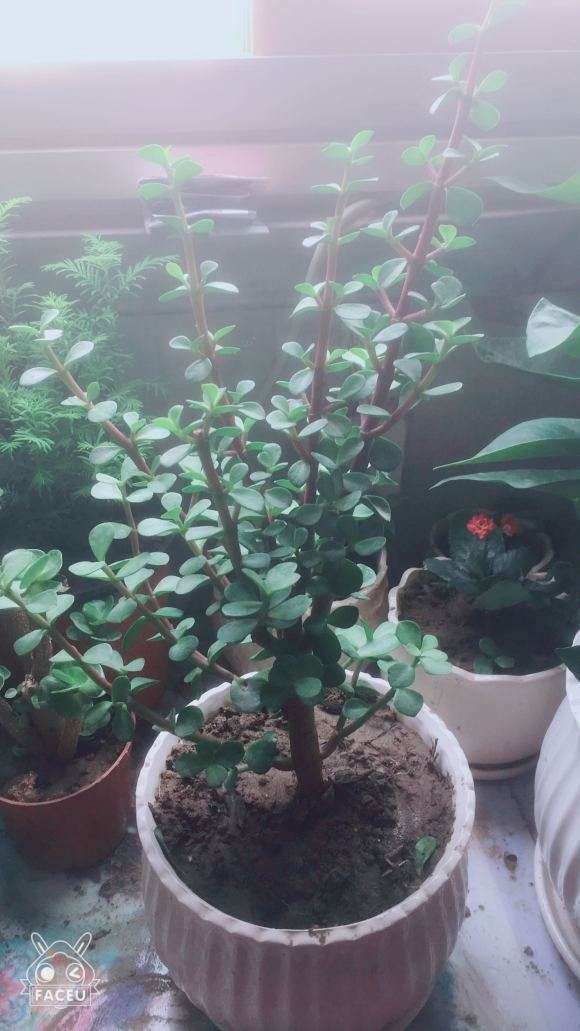 金枝玉叶下山桩怎么了 叶子皱皱的