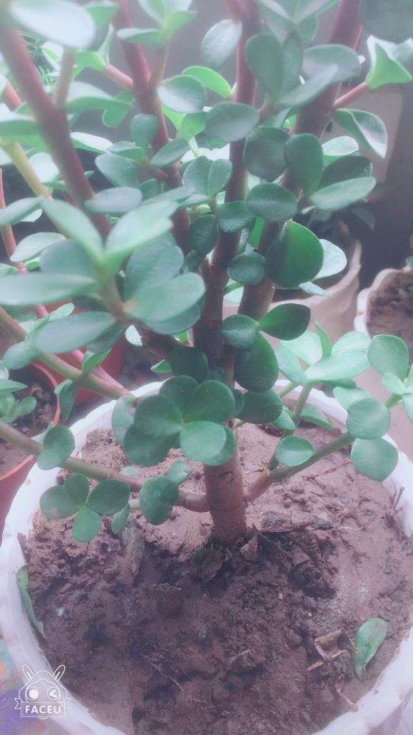 金枝玉叶下山桩怎么了 叶子皱皱的