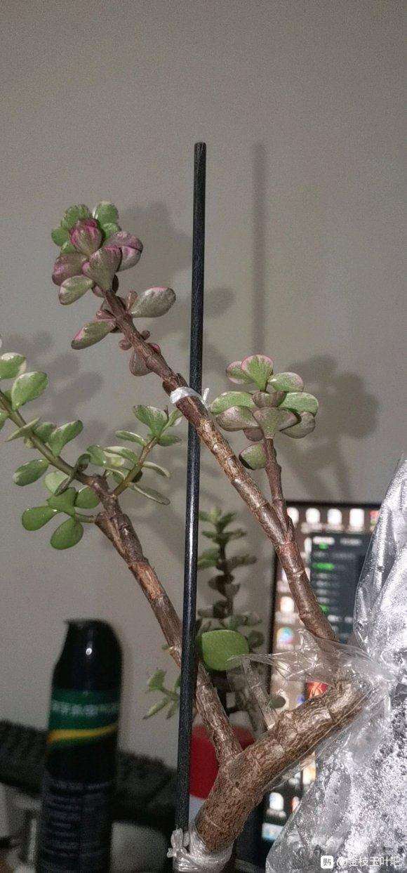 在金枝玉叶下山桩上嫁接雅乐之舞