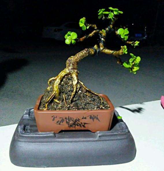 刚刚整理了一盆金枝玉叶盆景