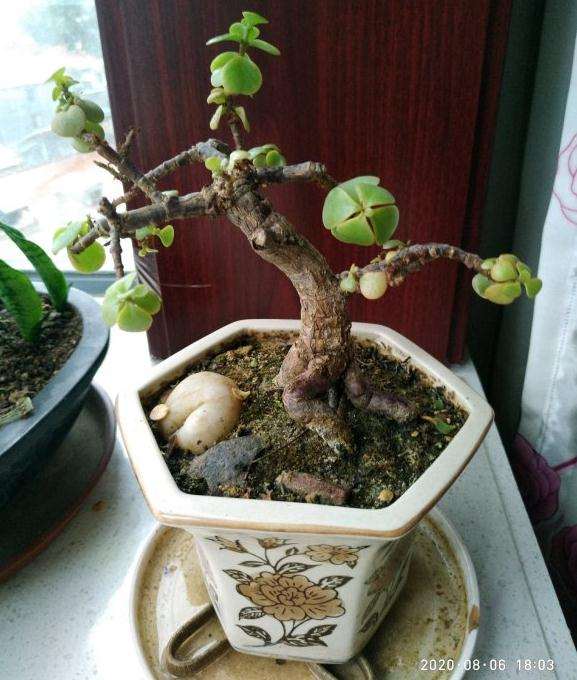 刚刚整理了一盆金枝玉叶盆景