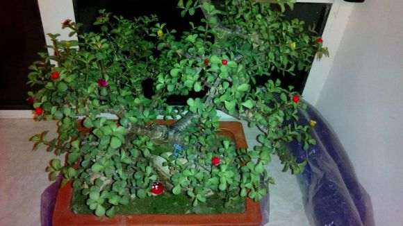 金枝玉叶盆景究竟要不要浇水