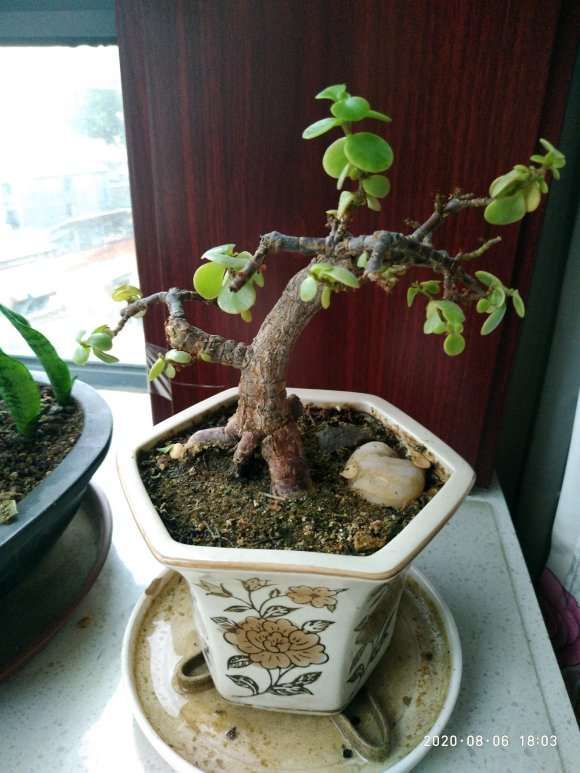 金枝玉叶盆景用什么土栽培