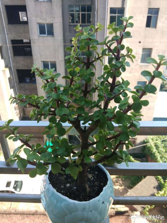 金枝玉叶下山桩应该怎么造型