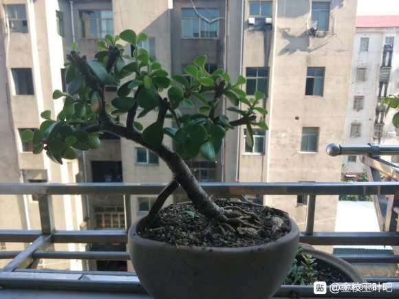 金枝玉叶下山桩应该怎么造型