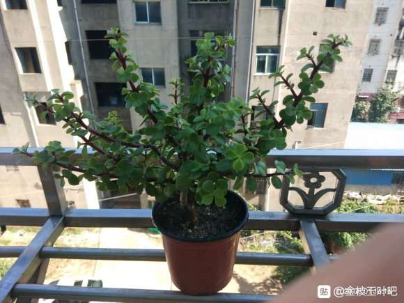 金枝玉叶下山桩应该怎么造型