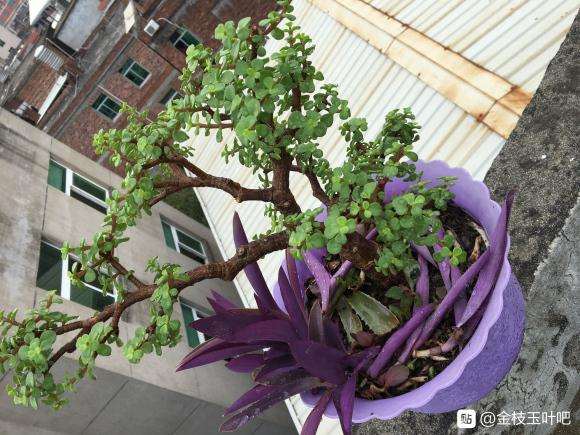 金枝玉叶盆景半年了 怎么造型