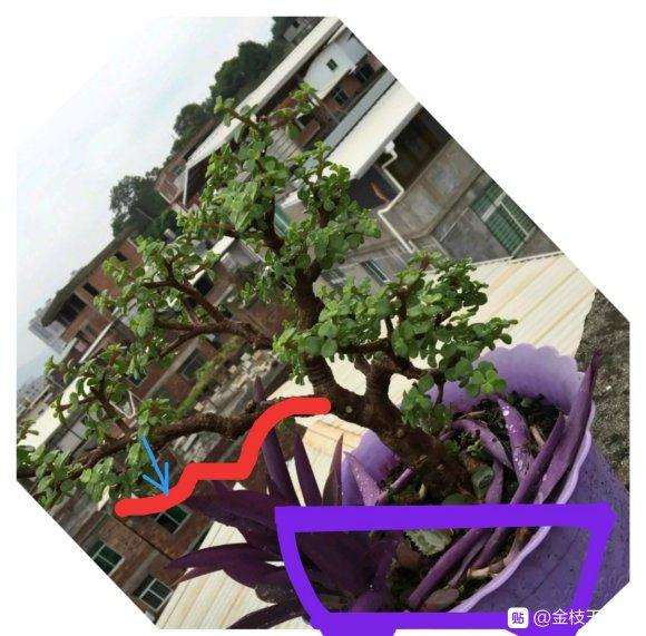 金枝玉叶盆景半年了 怎么造型