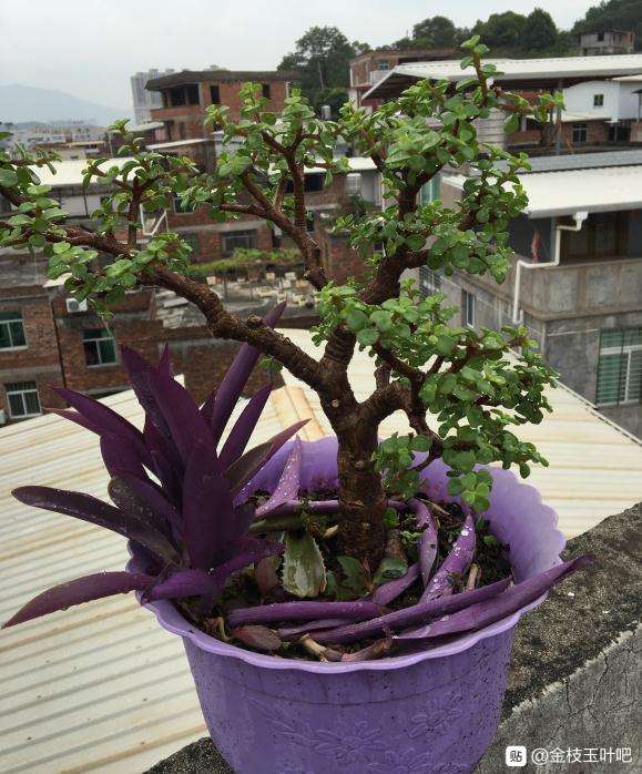金枝玉叶盆景半年了 怎么造型