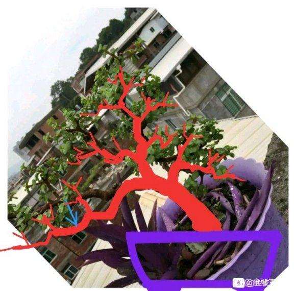 金枝玉叶盆景半年了 怎么造型