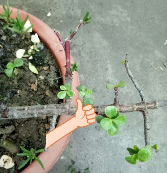 金枝玉叶盆景给祸害了