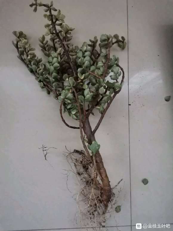 金枝玉叶下山桩怎么整 直杆还是悬崖桩