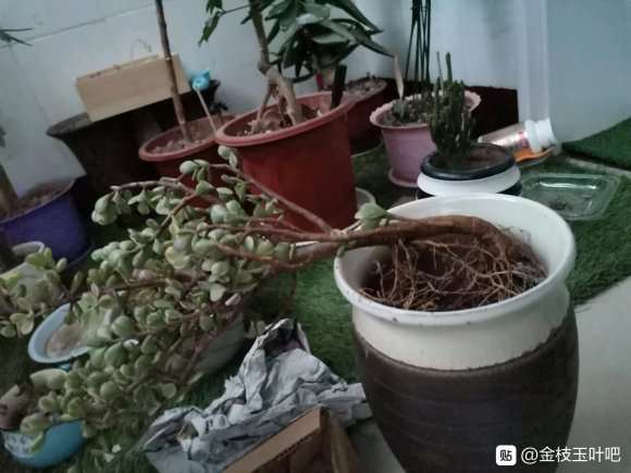 金枝玉叶下山桩怎么整 直杆还是悬崖桩