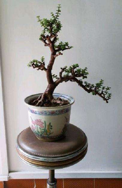 金枝玉叶下山桩得怎么修剪