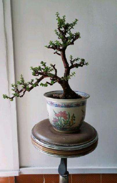 金枝玉叶下山桩得怎么修剪