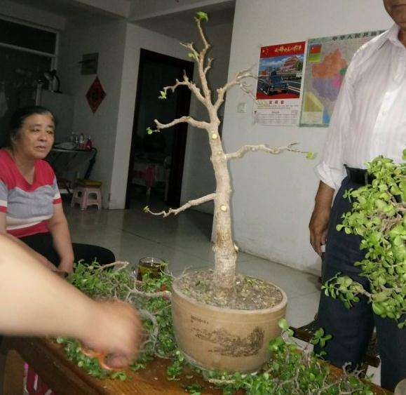 金枝下山桩怎么保留桩型的方法