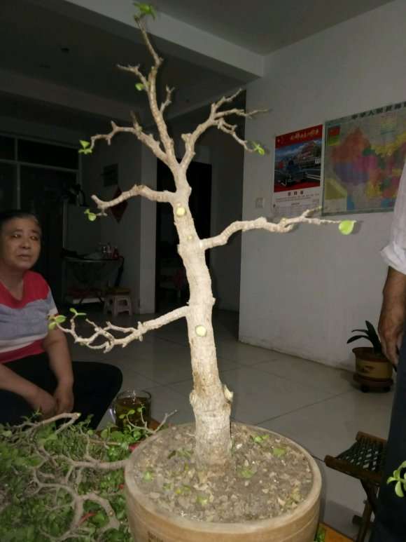 金枝下山桩怎么保留桩型的方法