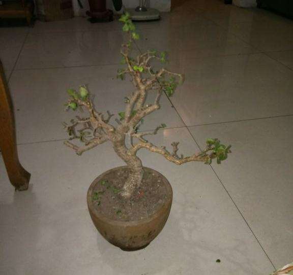 金枝下山桩怎么保留桩型的方法