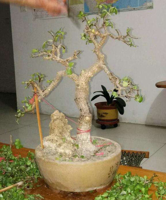 金枝下山桩怎么保留桩型的方法