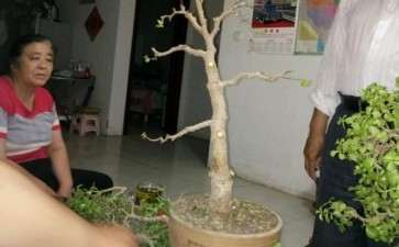 金枝下山桩怎么保留桩型的方法 图片