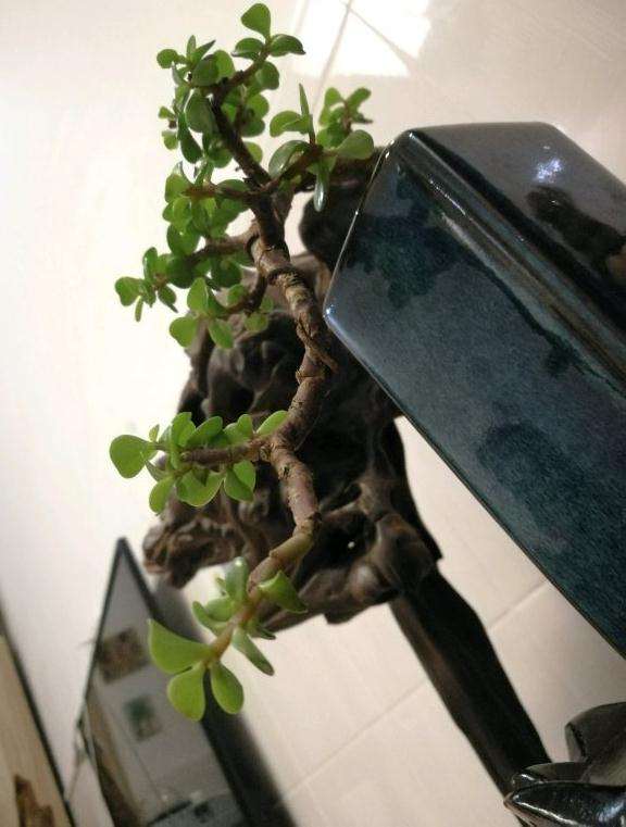 金枝玉叶悬崖下山桩 怎么样