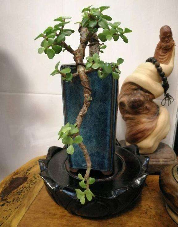 金枝玉叶悬崖下山桩 怎么样