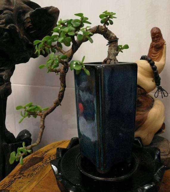 金枝玉叶悬崖下山桩 怎么样