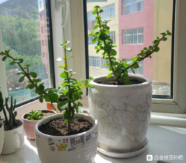 3盆金枝玉叶下山桩有好几棵