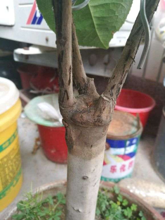 看看咱这是什么茶花下山桩