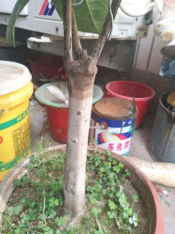 看看咱这是什么茶花下山桩