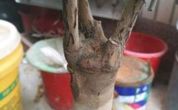 看看咱这是什么茶花下山桩 图片