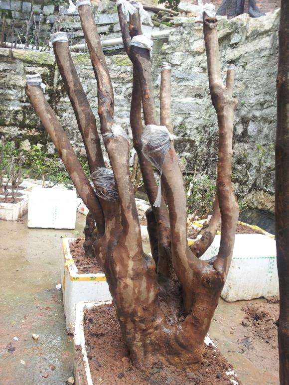 大型茶花下山桩160斤 活了 可以吗 图片