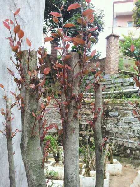 大茶花下山桩160斤 活了 怎么样