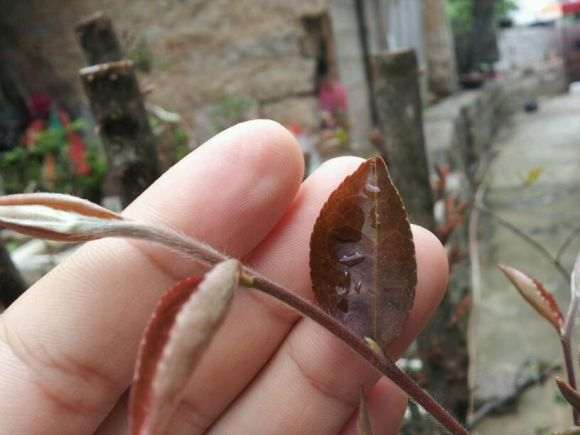 大茶花下山桩160斤 活了 怎么样