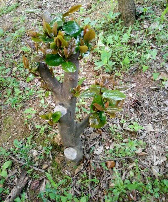 我的茶花下山桩可以吗 可以吗 图片