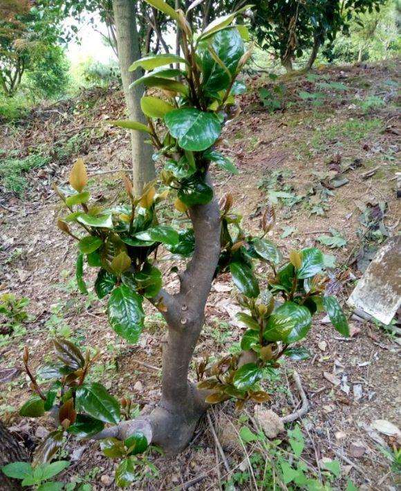 我的茶花下山桩可以吗 可以吗 图片