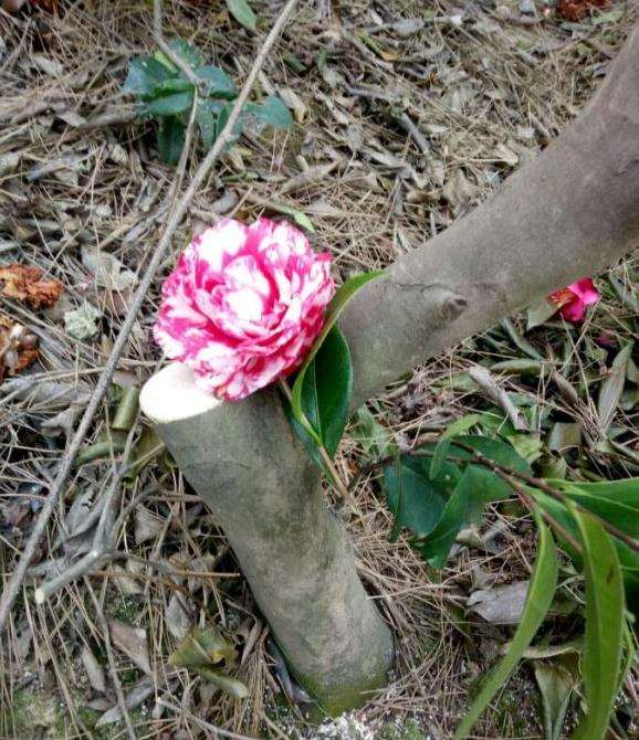 我的茶花下山桩可以吗 可以吗 图片
