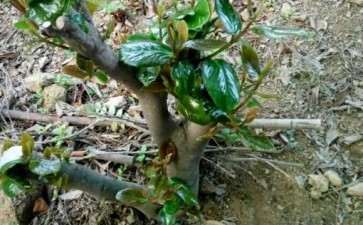 我的茶花下山桩可以吗 可以吗 图片