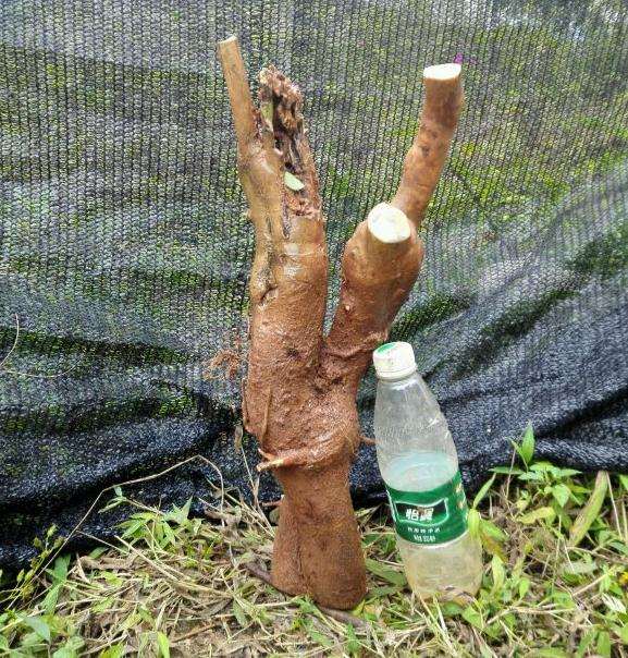 嫁接茶花下山桩 哪个品种好看