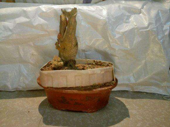 嫁接茶花下山桩 哪个品种好看